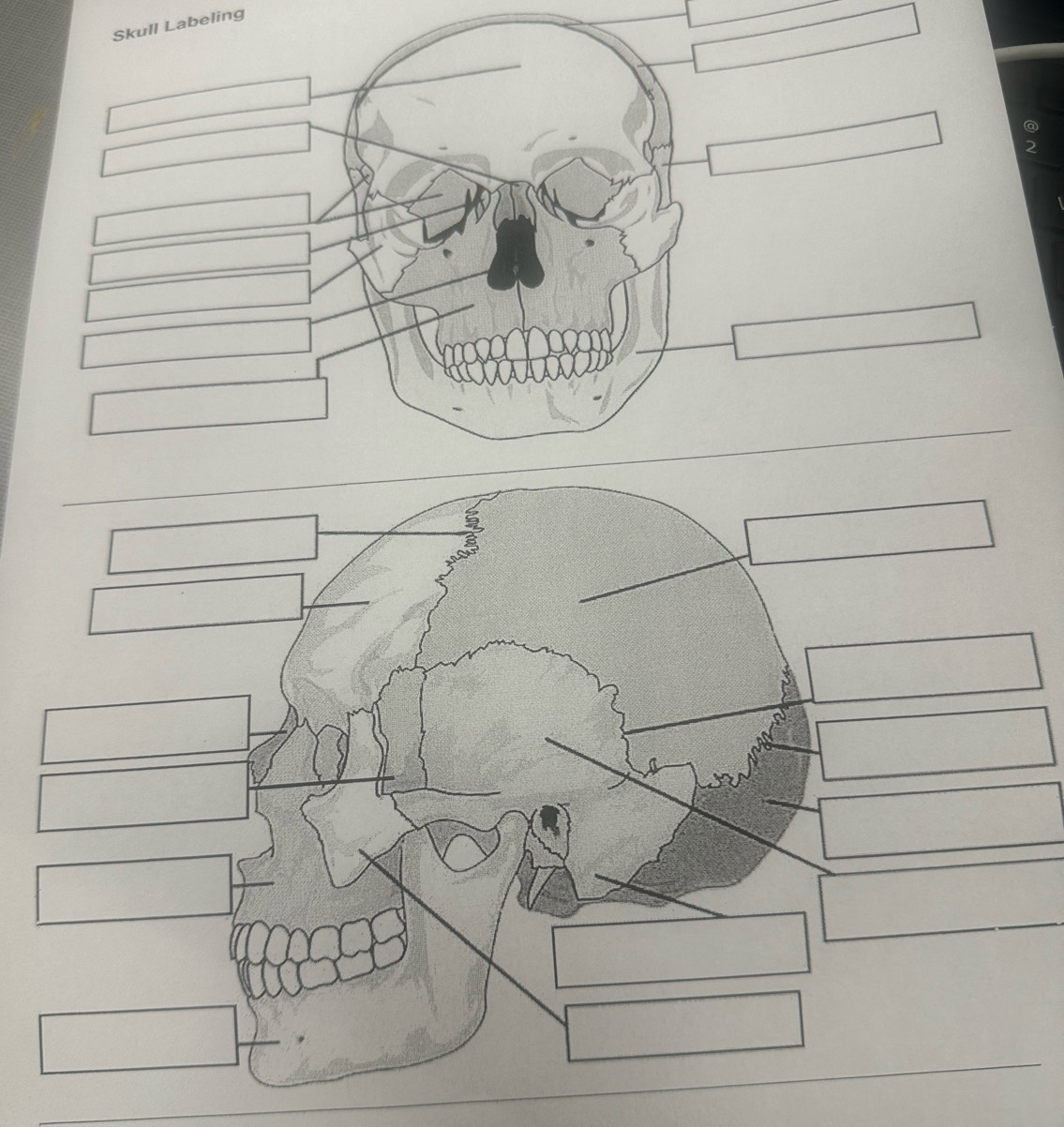 Skull Labeling