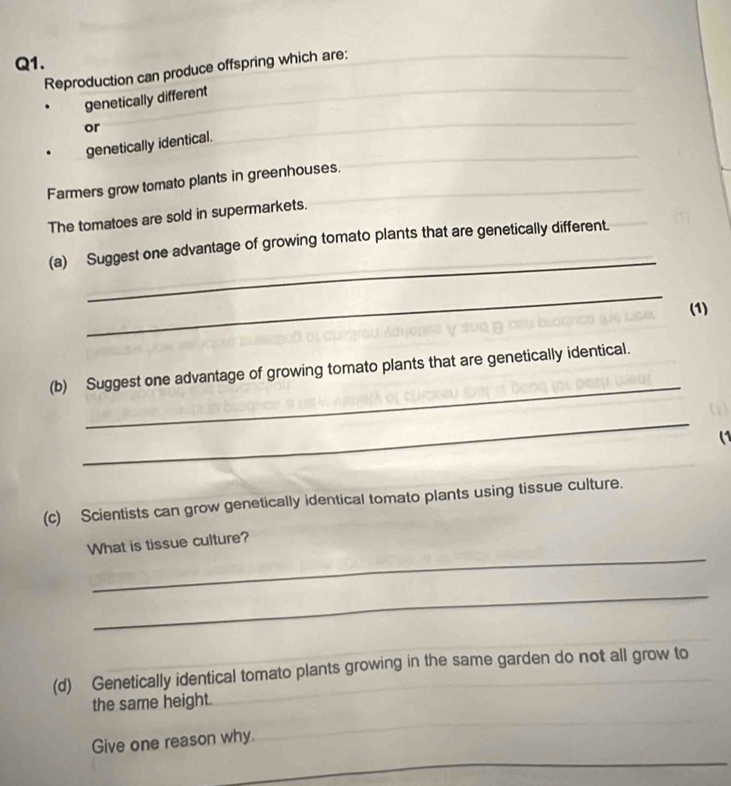 Reproduction can produce offspring which are: 
_ 
genetically different 
or 
_ 
_ 
genetically identical. 
Farmers grow tomato plants in greenhouses. 
The tomatoes are sold in supermarkets. 
_ 
(a) Suggest one advantage of growing tomato plants that are genetically different. 
_ 
(1) 
_ 
(b) Suggest one advantage of growing tomato plants that are genetically identical. 
_ 
(1 
(c) Scientists can grow genetically identical tomato plants using tissue culture. 
_ 
What is tissue culture? 
_ 
(d) Genetically identical tomato plants growing in the same garden do not all grow to 
the same height. 
_ 
_ 
Give one reason why.