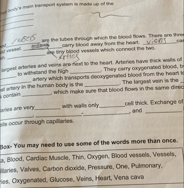 Your body's main transport system is made up of the 
_ 
_ 
_ 
are the tubes through which the blood flows. There are thre 
od 
_carry blood away from the heart. _car 
od vessel._ 
are tiny blood vessels which connect the two. 
in. 
_ 
largest arteries and veins are next to the heart. Arteries have thick walls of 
_ 
to withstand the high _. They carry oxygenated blood, b 
artery which transports deoxygenated blood from the heart to 
_st artery in the human body is the _. The largest vein is the_ 
, which make sure that blood flows in the same direc 
s contain_ 
aries are very_ with walls only_ cell thick. Exchange of 
_ 
_ 
-_ , and_ 
ells occur through capillaries. 
_ 
Box- You may need to use some of the words more than once. 
a, Blood, Cardiac Muscle, Thin, Oxygen, Blood vessels, Vessels, 
illaries, Valves, Carbon dioxide, Pressure, One, Pulmonary, 
ries, Oxygenated, Glucose, Veins, Heart, Vena cava_