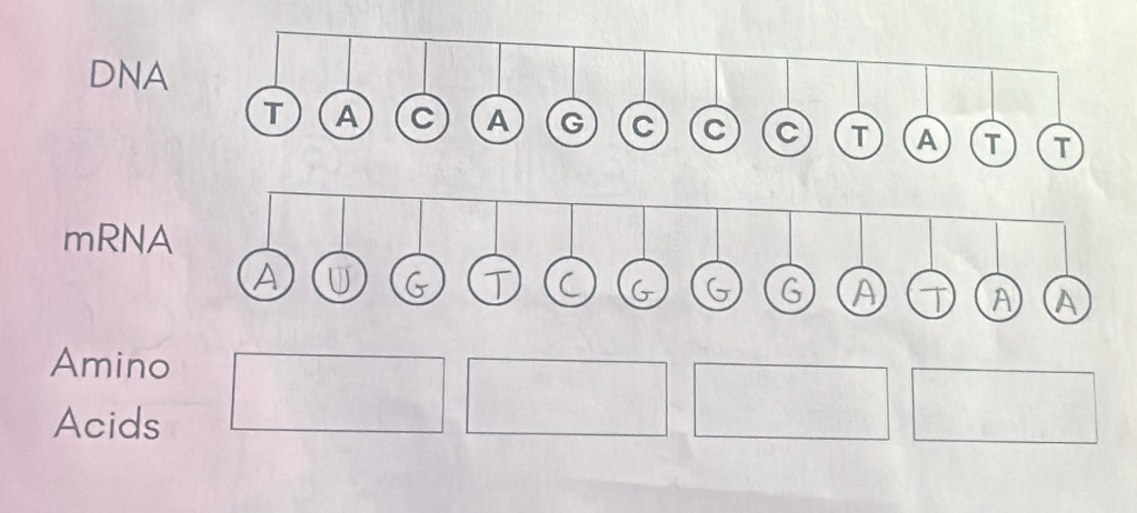 DNA 
mRNA 
Amino 
Acids