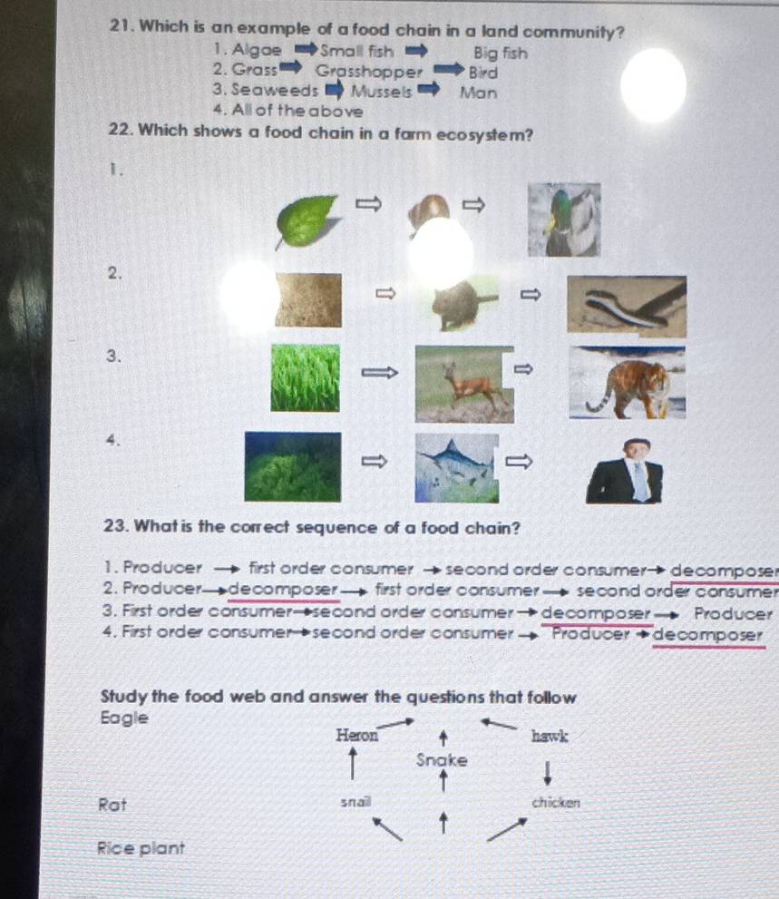 Which is an example of a food chain in a land community?
1. Algae Small fish Big fish
2. Grass Grasshopper * Bird
3. Seaweeds Mussels Man
4. All of the above
22. Which shows a food chain in a farm ecosystem?
1.
2.
3.
4.
23. What is the correct sequence of a food chain?
1. Producer → first order consumer → second order consumer→ decomposer
2. Producer—decomposer — first order consumer — second order consumer
3. First order consumer→second order consumer → decomposer— Producer
4. First order consumer→second order consumer → Producer →decomposer
Study the food web and answer the questions that follow
Eagle
Rat
Rice plant