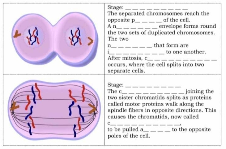 tage:_ 
he separated chromosomes reach the 
pposite p_ of the cell. 
n_ envelope forms round 
he two sets of duplicated chromosomes. 
he two 
_that form are 
to one another. 
fter mitosis, c__ 
_ 
ccurs, where the cell splits into two 
eparate cells. 
tage:_ 
he c_ _joining the 
wo sister chromatids splits as proteins 
alled motor proteins walk along the 
pindle fibers in opposite directions. This 
auses the chromatids, now called 
_, 
be pulled a_ to the opposite 
oles of the cell.