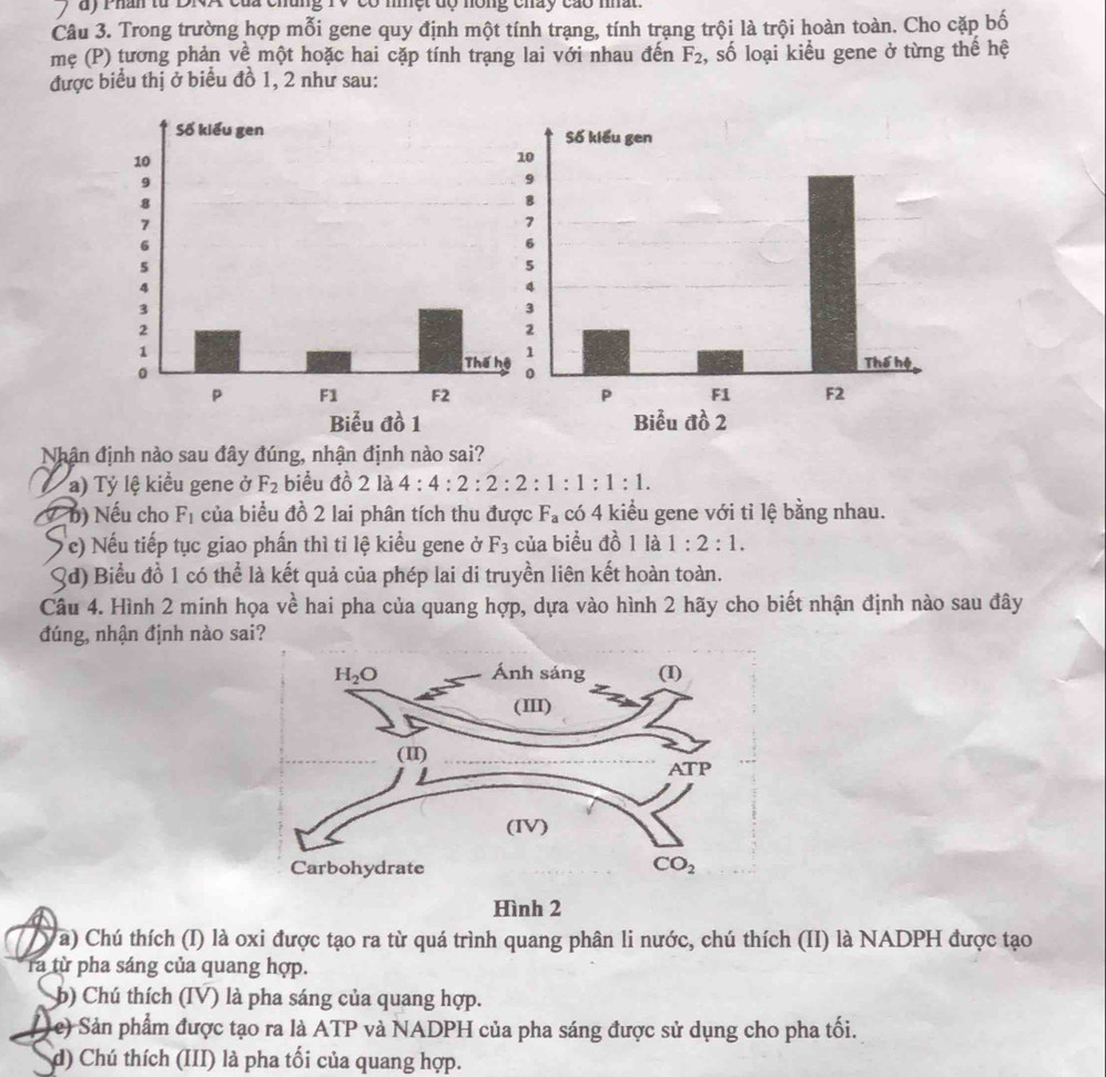 dy Phân từ DNA của chủng TV có niột độ hông chấy cáo nhất
Câu 3. Trong trường hợp mỗi gene quy định một tính trạng, tính trạng trội là trội hoàn toàn. Cho cặp bố
mẹ (P) tương phản về một hoặc hai cặp tính trạng lai với nhau đến F_2 , số loại kiểu gene ở từng thế hệ
được biểu thị ở biểu đồ 1, 2 như sau:
Nhận định nào sau đây đúng, nhận định nào sai?
a) Tỷ lệ kiểu gene ở F_2 biểu đồ 2la4:4:2:2:2:1:1:1:1.
a b) Nếu cho F_1 của biểu đồ 2 lai phân tích thu được F_a có 4 kiểu gene với tỉ lệ bằng nhau.
( c) Nếu tiếp tục giao phần thì tỉ lệ kiểu gene ở F_3 của biểu đồ 1 là 1:2:1.
Qd) Biểu đồ 1 có thể là kết quả của phép lai di truyền liên kết hoàn toàn.
Câu 4. Hình 2 minh họa về hai pha của quang hợp, dựa vào hình 2 hãy cho biết nhận định nào sau đây
đúng, nhận định nào sai?
Hình 2
a) Chú thích (I) là oxi được tạo ra từ quá trình quang phân li nước, chú thích (II) là NADPH được tạo
ra từ pha sáng của quang hợp.
b)  Chú thích (IV) là pha sáng của quang hợp.
e) Sản phẩm được tạo ra là ATP và NADPH của pha sáng được sử dụng cho pha tối.
d) Chú thích (III) là pha tối của quang hợp.