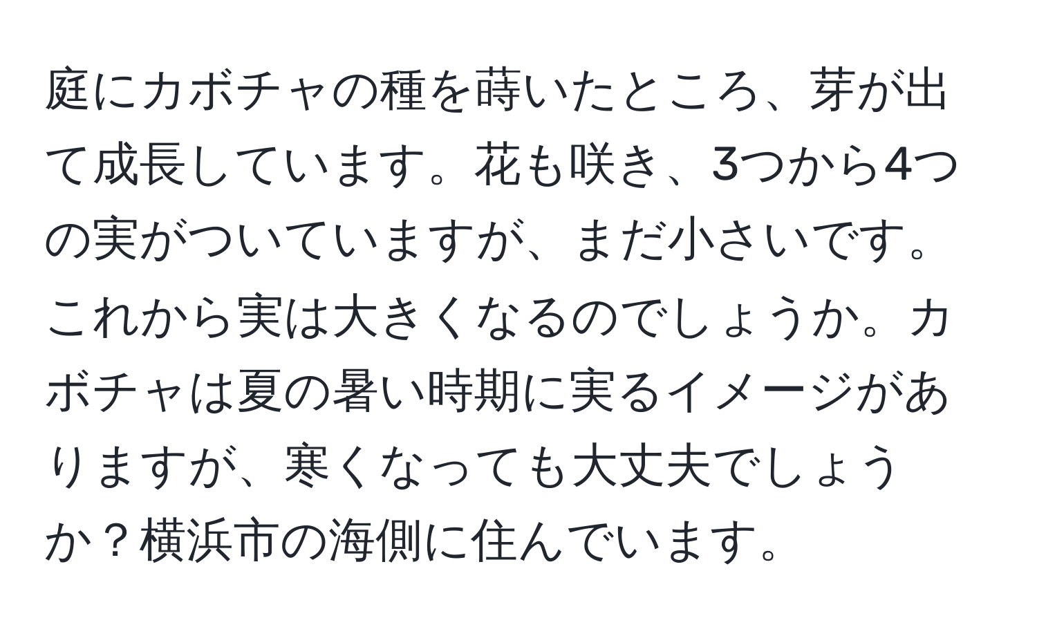 庭にカボチャの種を蒔いたところ、芽が出て成長しています。花も咲き、3つから4つの実がついていますが、まだ小さいです。これから実は大きくなるのでしょうか。カボチャは夏の暑い時期に実るイメージがありますが、寒くなっても大丈夫でしょうか？横浜市の海側に住んでいます。