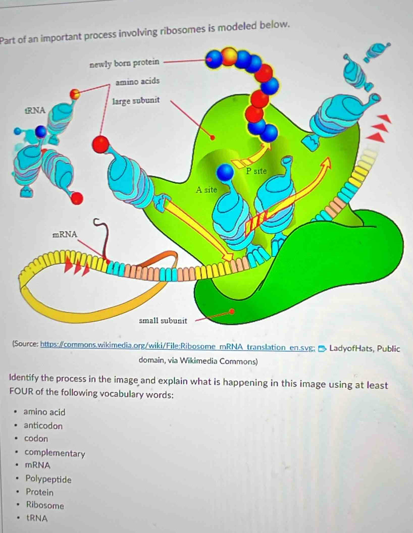 Part of an important process involving ribosomes is modeled below. 
(Source: https:/commons.wikimedia.org/wiki/File:Ribosome mRNA translation en.svg; LadyofHats, Public 
domain, via Wikimedia Commons) 
Identify the process in the image and explain what is happening in this image using at least 
FOUR of the following vocabulary words: 
amino acid 
anticodon 
codon 
complementary 
mRNA 
Polypeptide 
Protein 
Ribosome 
tRNA