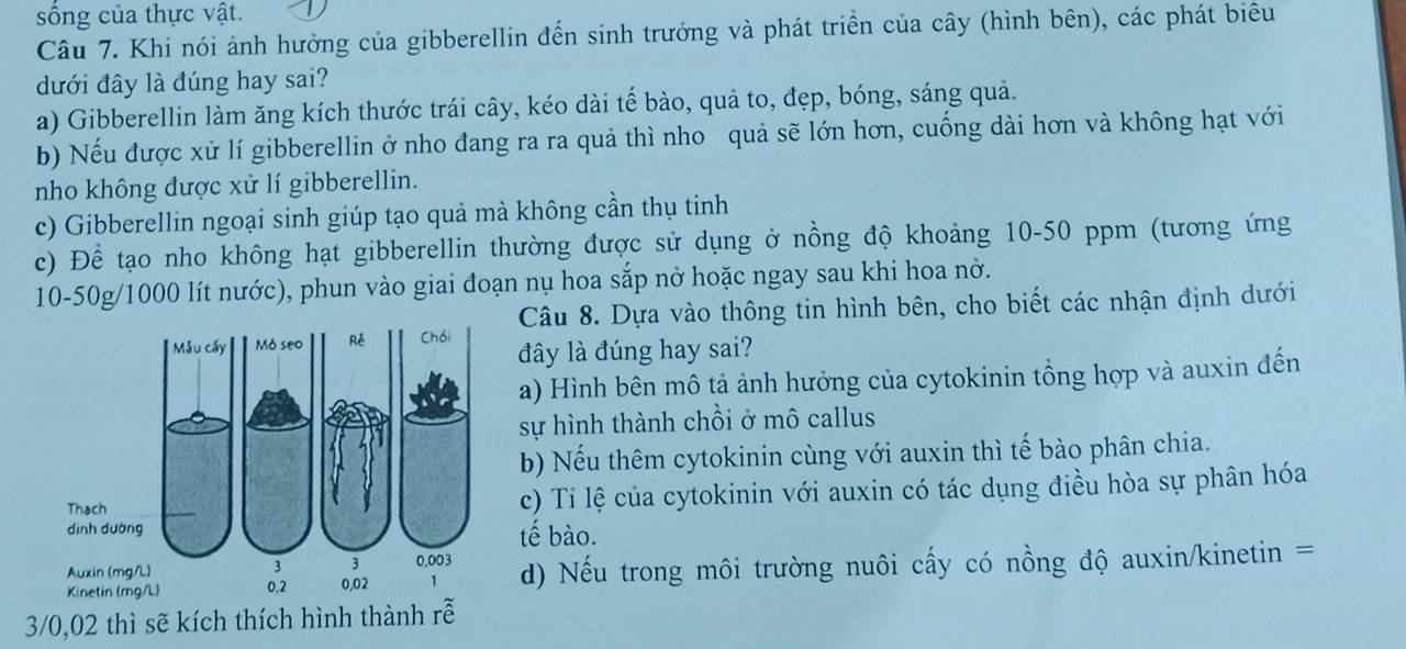 sống của thực vật.
Câu 7. Khi nói ảnh hưởng của gibberellin đến sinh trưởng và phát triển của cây (hình bên), các phát biểu
dưới đây là đúng hay sai?
a) Gibberellin làm ăng kích thước trái cây, kéo dài tế bào, quả to, đẹp, bóng, sáng quả.
b) Nếu được xử lí gibberellin ở nho đang ra ra quả thì nho quả sẽ lớn hơn, cuống dài hơn và không hạt với
nho không được xử lí gibberellin.
c) Gibberellin ngoại sinh giúp tạo quả mà không cần thụ tinh
c) Để tạo nho không hạt gibberellin thường được sử dụng ở nồng độ khoảng 10-50 ppm (tương ứng
10-50g/1000 lít nước), phun vào giai đoạn nụ hoa sắp nở hoặc ngay sau khi hoa nở.
Câu 8. Dựa vào thông tin hình bên, cho biết các nhận định dưới
đây là đúng hay sai?
a) Hình bên mô tả ảnh hưởng của cytokinin tổng hợp và auxin đến
sự hình thành chồi ở mô callus
b) Nếu thêm cytokinin cùng với auxin thì tế bào phân chia.
c) Ti lệ của cytokinin với auxin có tác dụng điều hòa sự phân hóa
tế bào.
d) Nếu trong môi trường nuôi cấy có nồng độ auxin/kinetin =
3/0,02 thì sẽ kích thích hình thành rễ