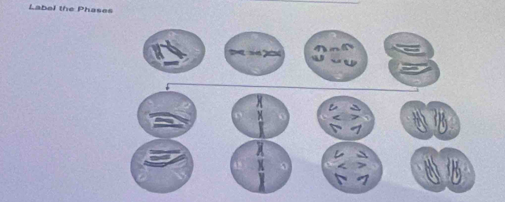 Label the Phases