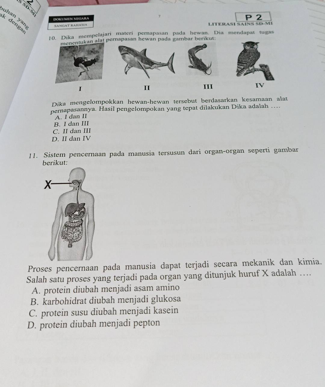 SD-M
DOKUMEN NEGARA 7 P 2
uhan yan SANGAT RAHASIA
k denga
LITERASI SAINS SD-MI
10. Dika mempelajari materi pernapasan pada hewan. Dia mendapat tugas
n alat pernapasan hewan pada gambar berikut:
I
II III IV
Dika mengelompokkan hewan-hewan tersebut berdasarkan kesamaan alat
pernapasannya. Hasil pengelompokan yang tepat dilakukan Dika adalah …
A. I dan II
B. I dan III
C. II dan III
D. II dan IV
11. Sistem pencernaan pada manusia tersusun dari organ-organ seperti gambar
berikut:
Proses pencernaan pada manusia dapat terjadi secara mekanik dan kimia.
Salah satu proses yang terjadi pada organ yang ditunjuk huruf X adalah …
A. protein diubah menjadi asam amino
B. karbohidrat diubah menjadi glukosa
C. protein susu diubah menjadi kasein
D. protein diubah menjadi pepton