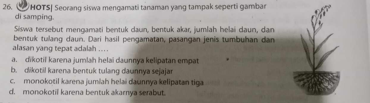 HOTS| Seorang siswa mengamati tanaman yang tampak seperti gambar
di samping.
Siswa tersebut mengamati bentuk daun, bentuk akar, jumlah helai daun, dan
bentuk tulang daun. Dari hasil pengamatan, pasangan jenis tumbuhan dan
alasan yang tepat adalah ..
a. dikotil karena jumlah helai daunnya kelipatan empat
b. dikotil karena bentuk tulang daunnya sejajar
c. monokotil karena jumlah helai daunnya kelipatan tiga
d. monokotil karena bentuk akarnya serabut.