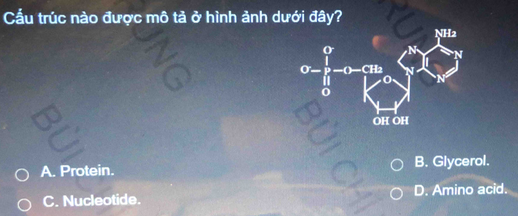 Cấu trúc nào được mô tả ở hình ảnh dưới đây?
A. Protein. B. Glycerol.
C. Nucleotide. D. Amino acid.