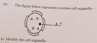 The figure below represents a certain cell organelle: - 
a) Identify the cell organelle: