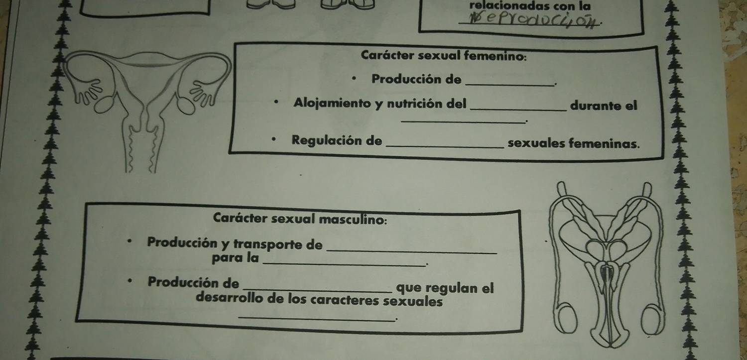 relacionadas con la 
_ 
Carácter sexual femenino: 
Producción de_ 
. 
Alojamiento y nutrición del_ durante el 
_ 
. 
Regulación de _sexuales femeninas. 
Carácter sexual masculino: 
_ 
Producción y transporte de 
para la_ 
. 
Producción de 
_que regulan el 
desarrollo de los caracteres sexuales 
_ 
.