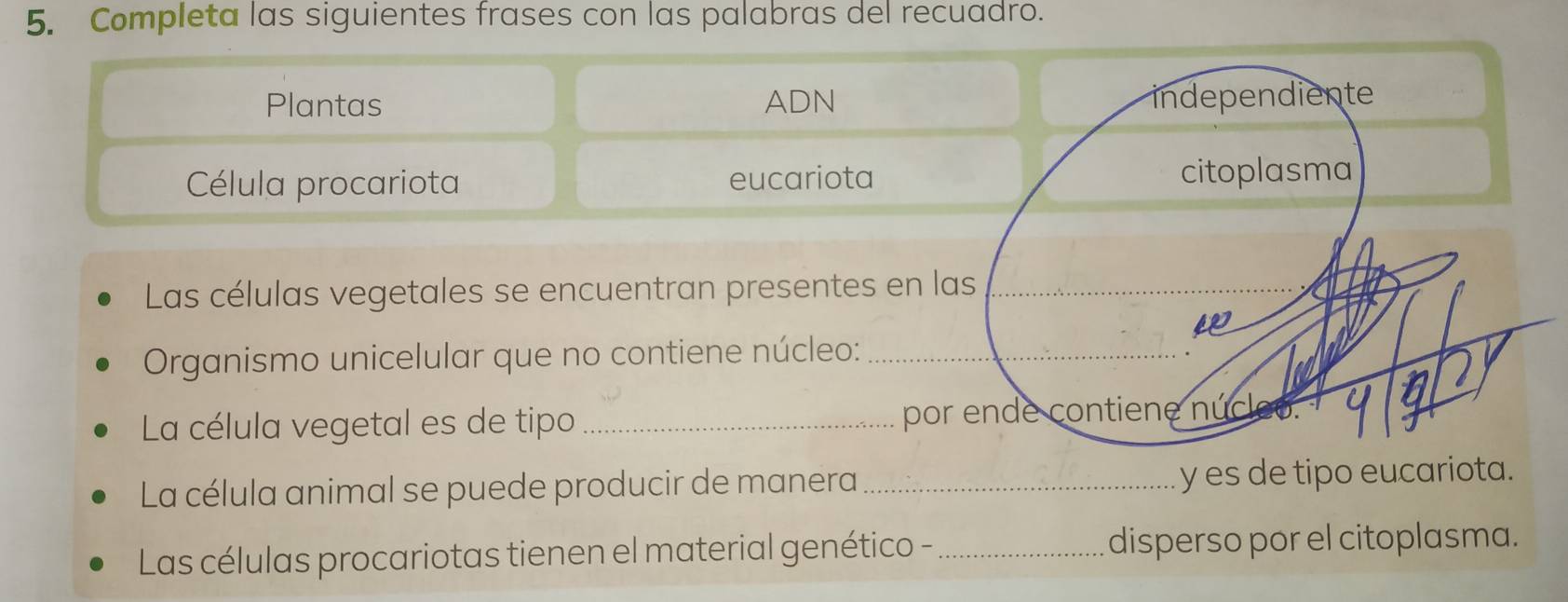 Completa las siguientes frases con las palabras del recuadro. 
Plantas ADN 
Célula procariota eucariot 
Las células vegetales se encuentran presente 
Organismo unicelular que no contiene núcleo: 
La célula vegetal es de tipo_ 
La célula animal se puede producir de manera _y es de tipo eucariota. 
Las células procariotas tienen el material genético -_ disperso por el citoplasma.