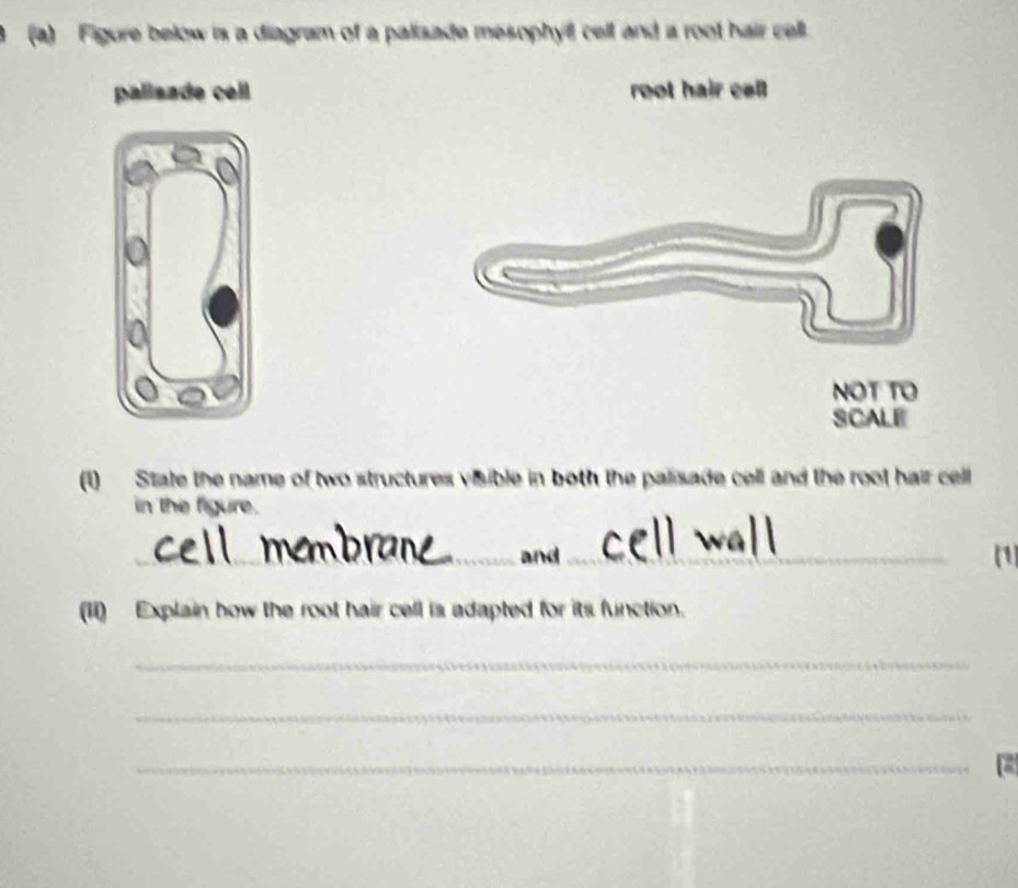 Figure below is a diagram of a palizade mesophyll cell and a root hair cell. 
palisade cell root hair cell 
NOT TO 
SCALE 
(1) State the name of two structures visible in both the palisade cell and the root hair cell 
in the figure. 
_ 
_and_ (1 
(Ii) Explain how the root hair cell is adapted for its function. 
_ 
_ 
_F