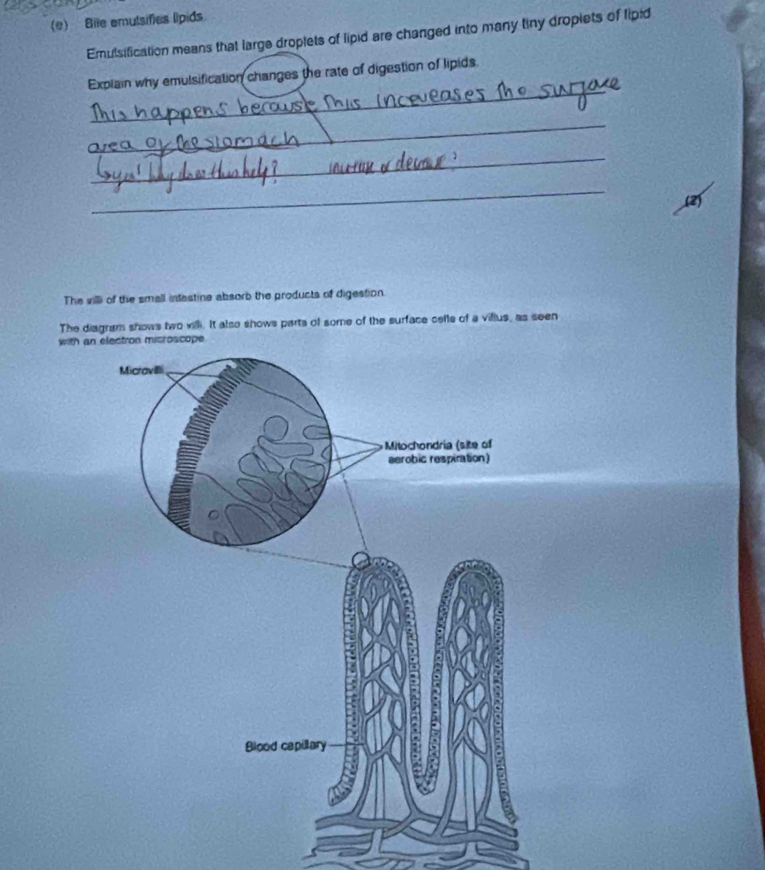 Bile emulsifies lipids 
Emulsification means that large droplets of lipid are changed into many tiny droplets of lipid 
_ 
Explain why emulsification changes the rate of digestion of lipids. 
_ 
_ 
_ 
The villi of the small intestine absorb the products of digestion. 
The diagram shows two vill. It also shows parts of some of the surface cells of a villus, as seen 
with an
