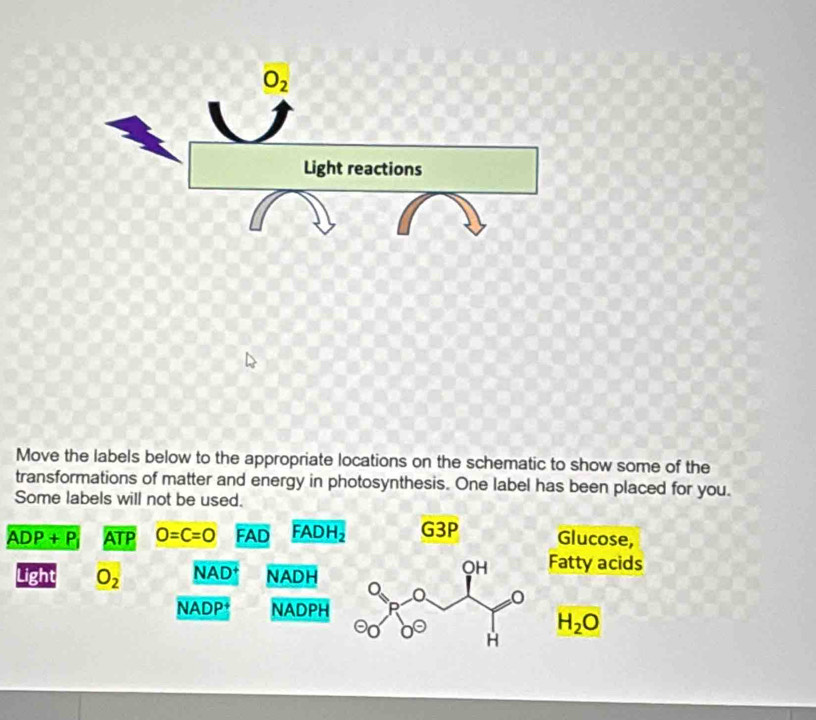 O_2
Light reactions 
Move the labels below to the appropriate locations on the schematic to show some of the 
transformations of matter and energy in photosynthesis. One label has been placed for you. 
Some labels will not be used.
ADP+P ATP O=C=O FAD FADH_2 G3P Glucose, 
Light O_2 NAD† NADH 
QH Fatty acids
NADP+ NADPH
H_2O
H