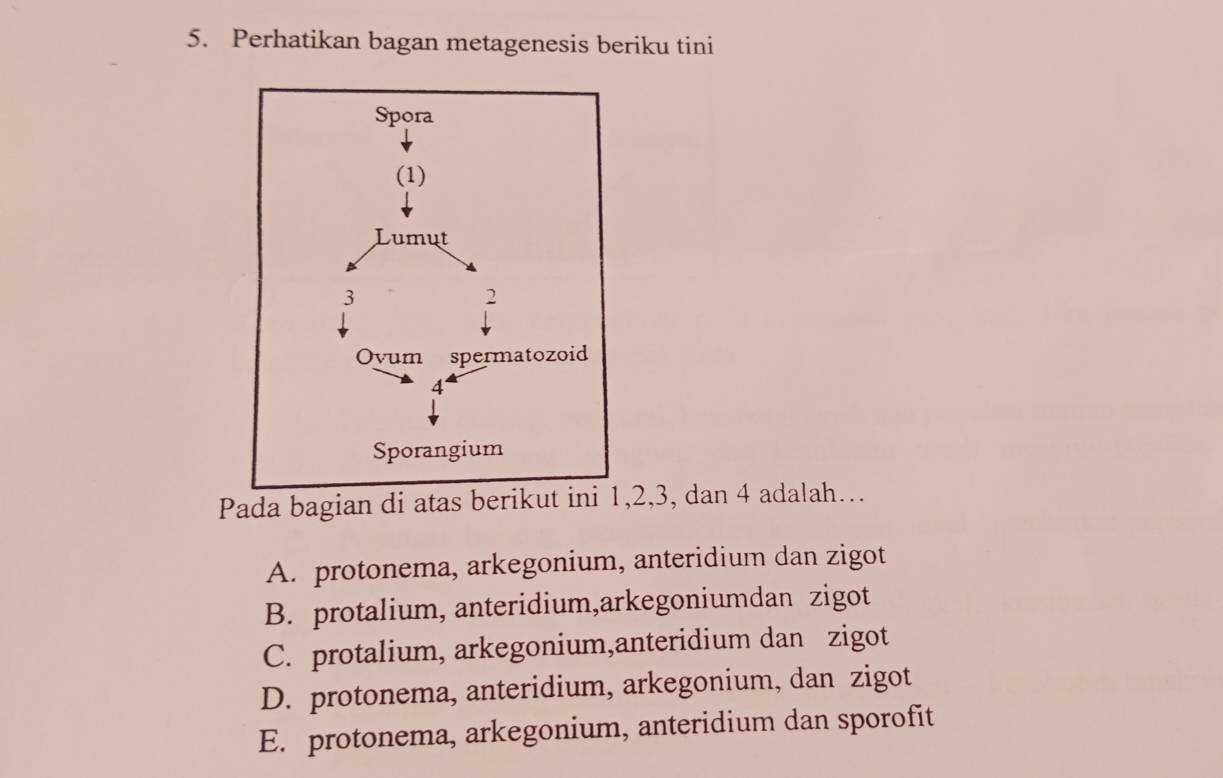 Perhatikan bagan metagenesis beriku tini
Pada bagian di atas berikut ini 1, 2, 3, dan 4 adalah…
A. protonema, arkegonium, anteridium dan zigot
B. protalium, anteridium,arkegoniumdan zigot
C. protalium, arkegonium,anteridium dan zigot
D. protonema, anteridium, arkegonium, dan zigot
E. protonema, arkegonium, anteridium dan sporofit