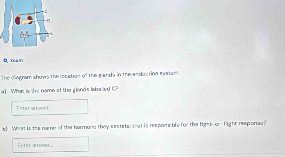 Zoom 
The diagram shows the location of the glands in the endocrine system. 
a) What is the name of the glands labelled C? 
Enter answer... 
b) What is the name of the hormone they secrete, that is responsible for the fight-or-flight response? 
Enter answer...