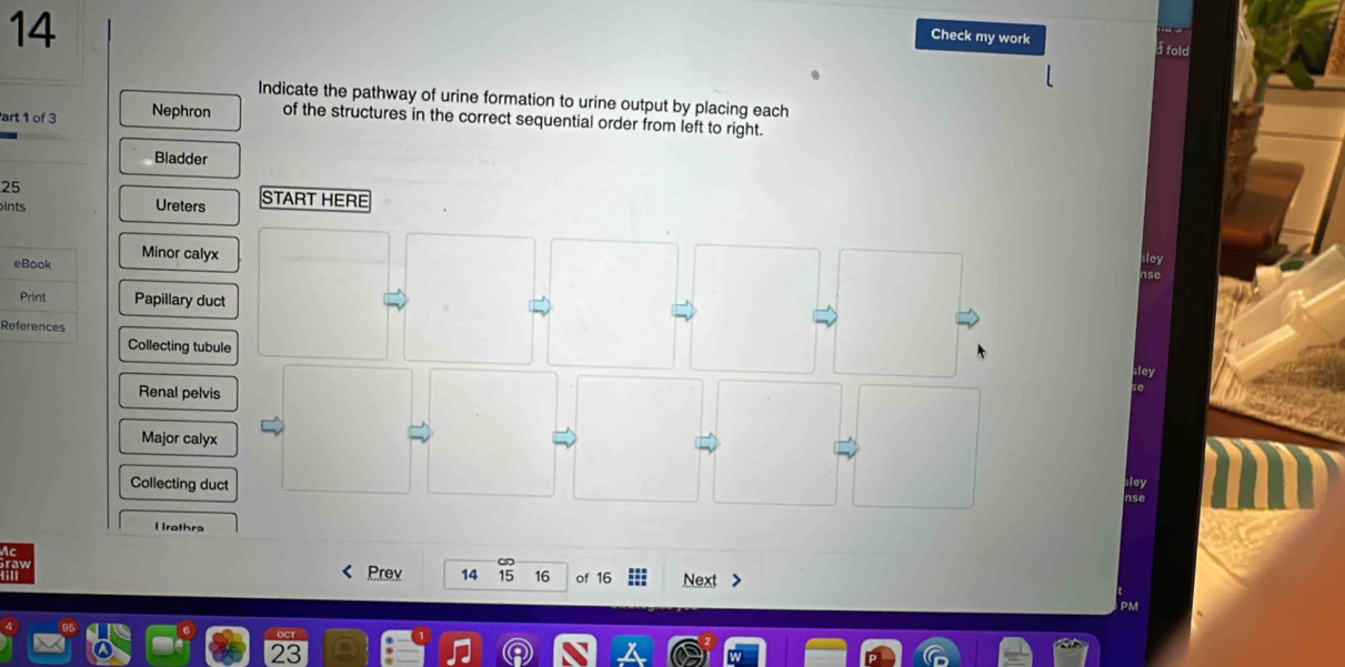 Check my work a fold 
Indicate the pathway of urine formation to urine output by placing each 
art 1 of 3 Nephron of the structures in the correct sequential order from left to right. 
Bladder
25
pints Ureters START HERE 
eBook Minor calyx 
Print Papillary duct 
References 
Collecting tubule 
Renal pelvis 
Major calyx 
Collecting duct 
lIrathra 
Prev 14 15 16 of 16 Next
23
