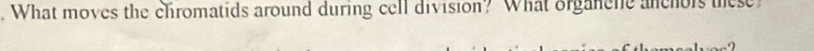 What moves the chromatids around during cell division? What organene anchors these