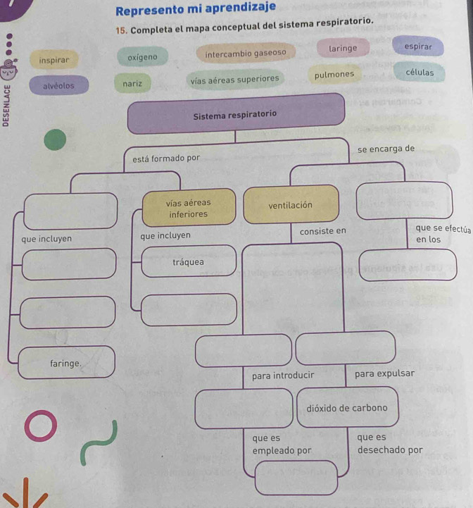 Represento mi aprendizaje
15. Completa el mapa conceptual del sistema respiratorio.
inspirar oxígeno intercambio gaseoso laringe espirar
alvéolos nariz vías aéreas superiores pulmones células
z
que se efectúa