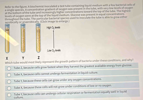 Refer to the figure. A biochemist inoculated a test tube containing liquid medium with a few bacterial cells of
a single species. A concentration gradient of oxygen was present in the tube, with very low levels of oxygen
at the bottom of the tube and increasingly higher concentrations toward the top of the tube. The highest
levels of oxygen were at the top of the liquid medium. Glucose was present in equal concentrations
throughout the tube. The particular bacterial species used to inoculate the tube is able to grow either
aerobically or anaerobically. (Click image to enlarge.)
Which tube would most likely represent the growth pattern of bacteria under these conditions, and why?
Tube Z, because cells grow fastest when they harvest the greatest available energy from glucose.
Tube X, because cells cannot undergo fermentation in liquid culture.
Tube Y, because these cells can grow under any oxygen concentrations.
Tube X, because these cells will not grow under conditions of low or no oxygen.
Tube Y, because cells can undergo cellular respiration or fermentation equally well in liquid
culture.