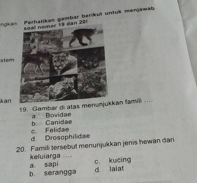 ngkaerhatikan gambar berikut untuk menjawab
20!
stem
kan
19. Gambar di atas mekan famili …...
a. Bovidae
b. A Canidae
c. Felidae
d. Drosophilidae
20. Famili tersebut menunjukkan jenis hewan dari
keluiarga ....
a. sapi c. kucing
b. serangga d. lalat