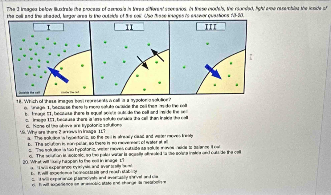 The 3 images below illustrate the process of osmosis in three different scenarios. In these models, the rounded, light area resembles the inside of
the cell and the shaded, larger area is the outside of the cell. Use these images to answer questions 18-20.
18. Which of these images best represents a cell in a hypotonic solution?
a. lmage I, because there is more solute outside the cell than inside the cell
b. lmage II, because there is equal solute outside the cell and inside the cell
c. lmage III, because there is less solute outside the cell than inside the cell
d. None of the above are hypotonic solutions
19. Why are there 2 arrows in image II?
a. The solution is hypertonic, so the cell is already dead and water moves freely
b. The solution is non-polar, so there is no movement of water at all
c. The solution is too hypotonic, water moves outside as solute moves inside to balance it out
d. The solution is isotonic, so the polar water is equally attracted to the solute inside and outside the cell
20. What will likely happen to the cell in image I?
a. It will experience cytolysis and eventually burst
b. It will experience homeostasis and reach stability
c. It will experience plasmolysis and eventually shrivel and die
d. It will experience an anaerobic state and change its metabolism