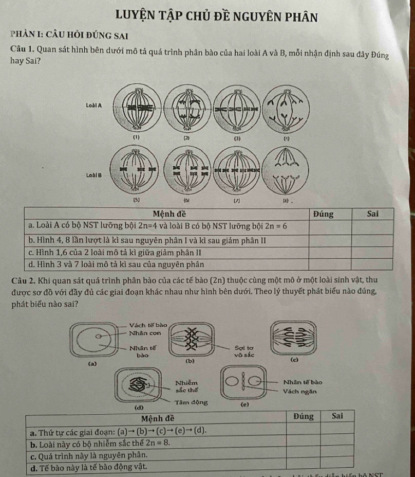 LUYệN tập chủ đề ngUyÊN phân
PHÀN I: CÂU HỏI đÚnG SAi
Câu 1. Quan sát hình bên dưới mô tả quá trình phân bào của hai loài A và B, mỗi nhận định sau đây Đúng
hay Sai?
Loài A
(1) (2) (3) (4)
Loài B
(5) (61 1) b》，
Mệnh đề Đúng Sai
a. Loài A có bộ NST lưỡng bội 2n=4 và loài B có bộ NST lưỡng bội 2n=6
b. Hình 4, 8 lần lượt là kì sau nguyên phân I và kì sau giảm phân II
c. Hình 1, 6 của 2 loài mô tả kì giữa giảm phân II
d. Hình 3 và 7 loài mô tả kì sau của nguyên phân
Câu 2. Khi quan sát quá trình phân bào của các tế bào (2n) thuộc cùng một mô ở một loài sinh vật, thu
được sơ đồ với đầy đủ các giai đoạn khác nhau như hình bên dưới. Theo lý thuyết phát biểu nào đúng,
phát biểu nào sai?
Vách tế bào
Nhân con
Nhân tế Sợi tơ
bào vô sắc
(a) (b) (c)
Nhiễm Nhân tế bào
sắc thể Vách ngăn
Tâm động
(d) (e)
Mệnh đề Đúng Sai
a. Thứ tự các giai đoạn: (a to (b)to (c)to (e)to (d).
b. Loài này có bộ nhiễm sắc thể 2n=8. 
c. Quá trình này là nguyên phân.
d. Tế bào này là tế bào động vật.