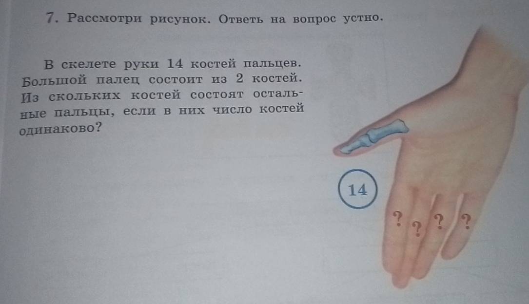 Pассмотри рисунок. Ответь на вопрос устно. 
В скелете руки 14 костей πальцев. 
Βольшой палец состоит из 2 костей. 
Из скольких костей состоят осталь- 
ные пальцы, если в них число костей 
одинаково？
14
? ? ? ?