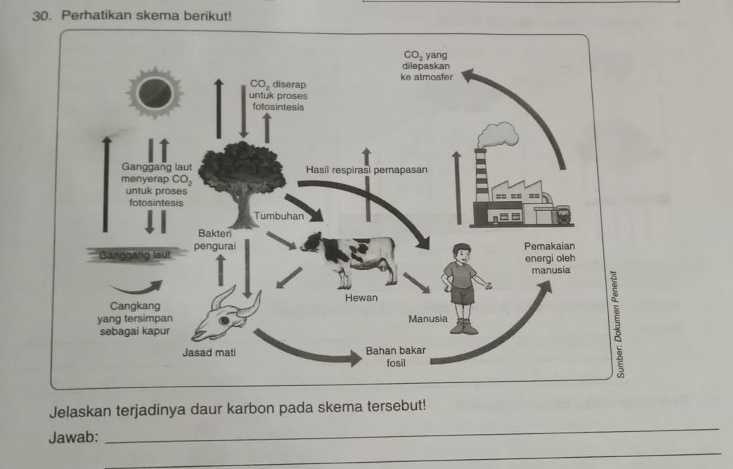 Perhatikan skema berikut!
Jelaskan terjadinya daur karbon pada skema tersebut!
Jawab:
_
_