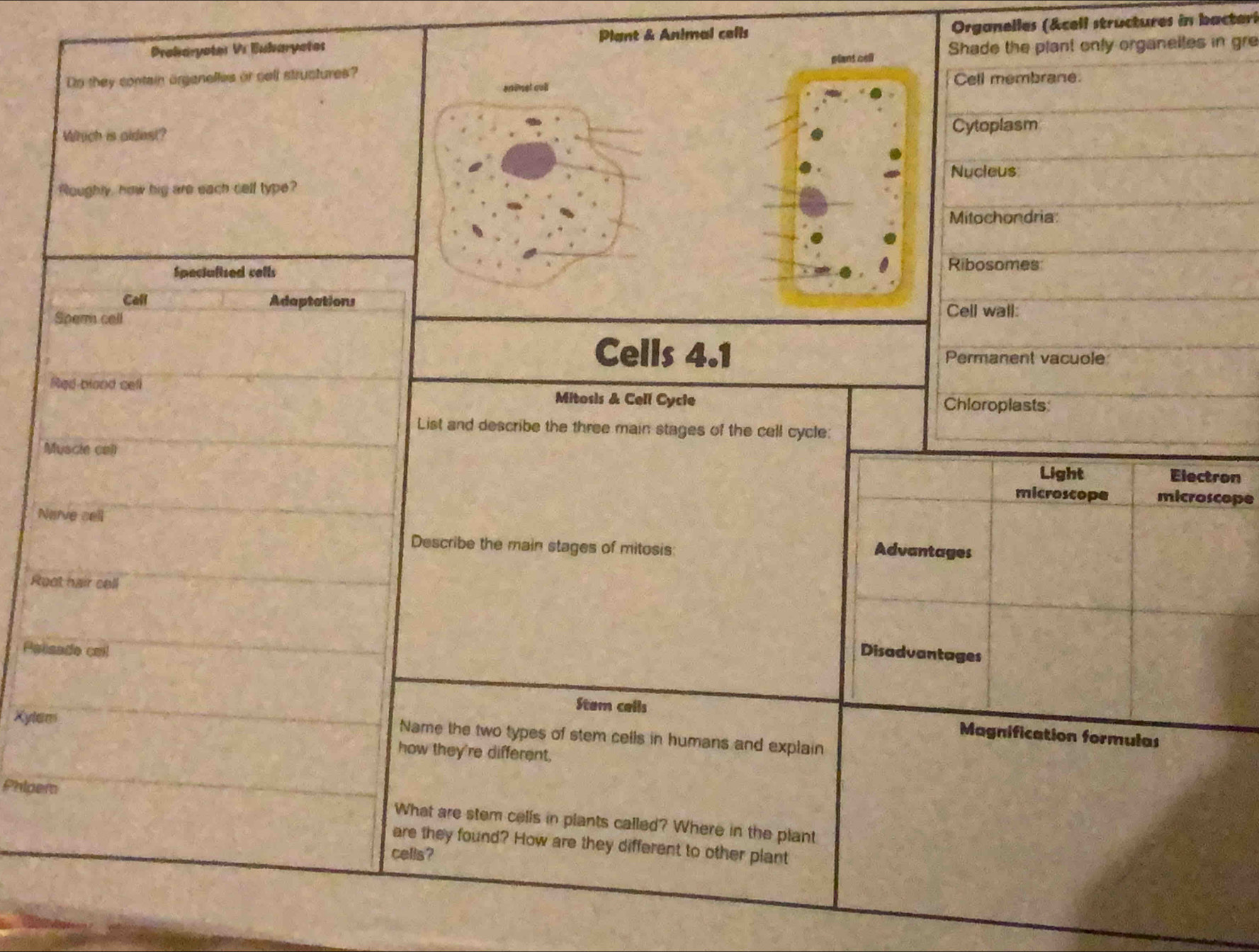 Plant & Animal cells Organelles (&cell structures in bacteri
Prokaryeter Vr Bubaryeter Shade the plant only organelles in gre
plant cell
Dn they contain argenelles or cell structures?
anomel cull Cell membrane.
Which is aldest? Cytoplasm
Nucleus
Roughly, how hig are each cell type?
Mitochondria:
Speciulized cells
Ribosomes
Call Adaptations
Sperm cell
Cell wall:
Cells 4.1 Permanent vacuole
Red-blaod cell Mitosis & Cell Cycle
Chloroplasts
List and describe the three main stages of the cell cycle:
Muscie cal
Light Electron
microscope microscope
Narve sell
Describe the main stages of mitosis:
Advantages
Reot hair cell
Parisade call
Disadvantages
Stam calls
Xylem
Magnification formulas
Name the two types of stem cells in humans and explain
how they're different,
Phipem
What are stem cells in plants called? Where in the plant
are they found? How are they different to other plant
cells?