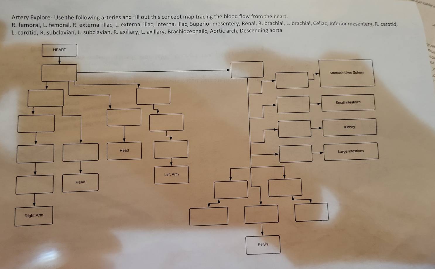 Artery Explore- Use the following arteries and fill out this concept map tracing the blood flow from the heart.
R. femoral, L. femoral, R. external iliac, L. external iliac, Internal iliac, Superior mesentery, Renal, R. brachial, L. brachial, Celiac, Inferior mesentery, R. carotid,
L. carotid, R. subclavian, L. subclavian, R. axillary, L. axillary, Brachiocephalic, Aortic arch, Descending aorta
` y j e