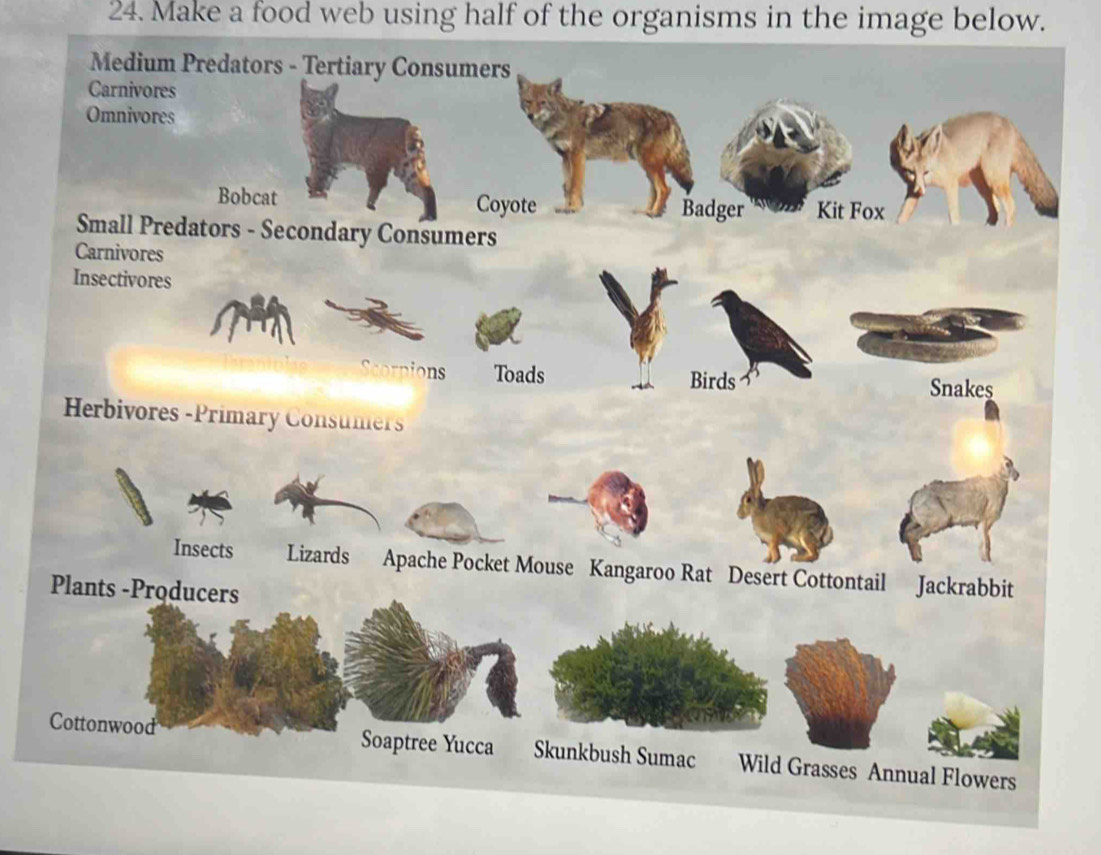 Make a food web using half of the organisms in the image below. 
Medium Predators - Tertiary Consumers 
Carnivores 
Omnivores 
Bobcat Coyote Badger Kit Fox 
Small Predators - Secondary Consumers 
Carnivores 
Insectivores 
Scorpions Toads Birds 
Snakes 
Herbivores -Primary Consumers 
Insects Lizards Apache Pocket Mouse Kangaroo Rat Desert Cottontail Jackrabbit 
Plants -Producers 
Cottonwood Soaptree Yucca Skunkbush Sumac Wild Grasses Annual Flowers