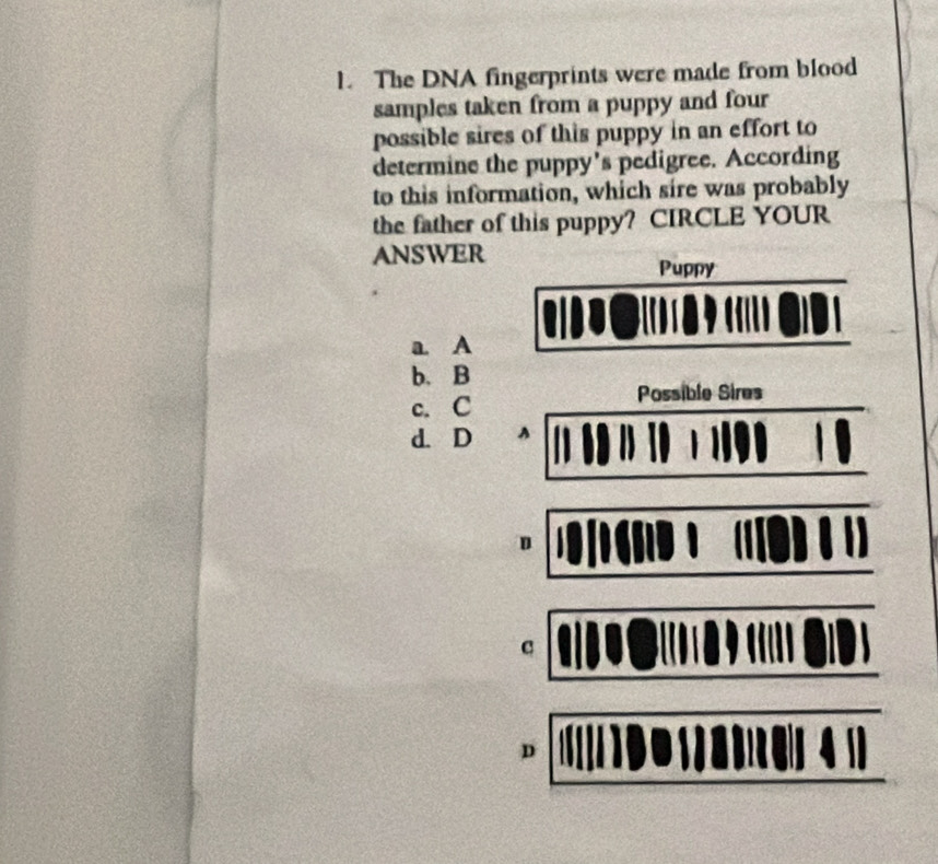 The DNA fingerprints were made from blood
samples taken from a puppy and four
possible sires of this puppy in an effort to
determine the puppy's pedigree. According
to this information, which sire was probably
the father of this puppy? CIRCLE YOUR
ANSWER
Puppy
a. A
b. B
Possible Sires
c. C
d.D A
D
c
D