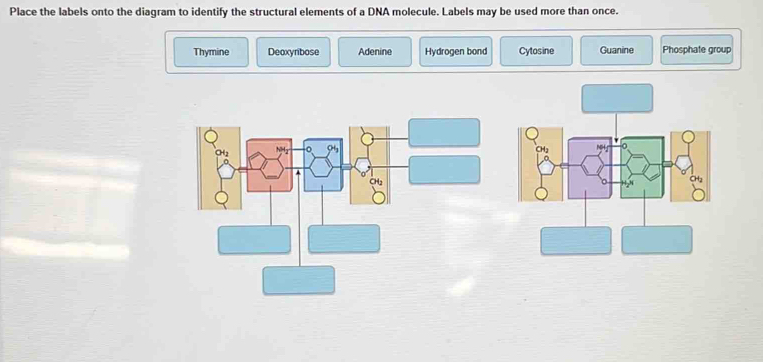 Solved: Place the labels onto the diagram to identify the structural ...