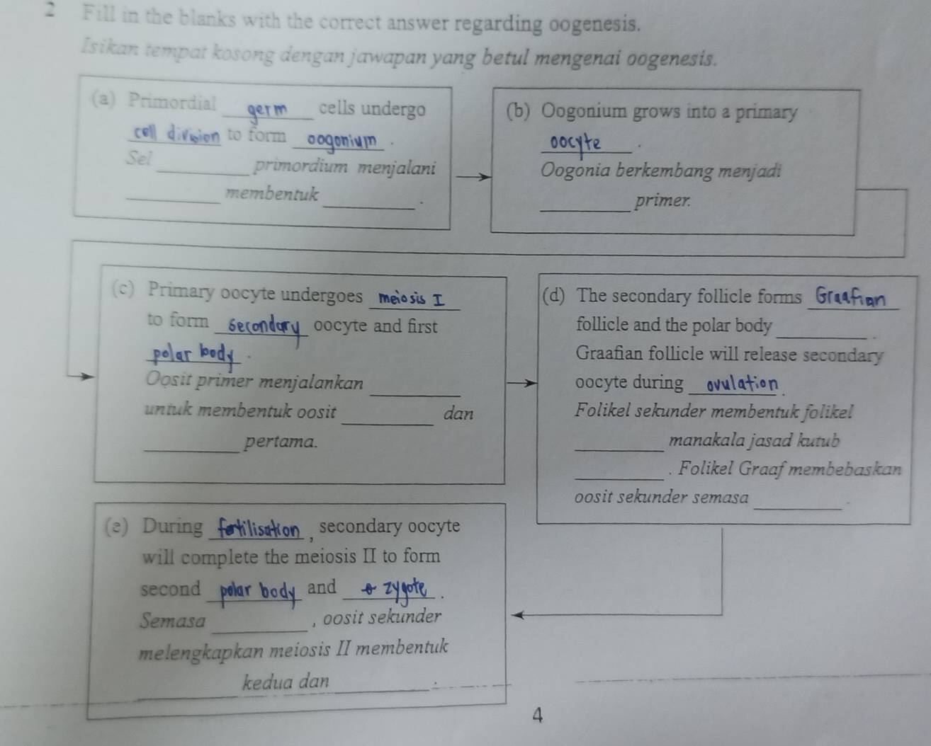 Fill in the blanks with the correct answer regarding oogenesis. 
Isikan tempat kosong dengan jawapan yang betul mengenai oogenesis. 
(a) Primordial _cells undergo (b) Oogonium grows into a primary 
_to form __. 
Sel _primordium menjalani Oogonia berkembang menjadi 
_membentuk 
_. _primer. 
(c) Primary oocyte undergoes mes (d) The secondary follicle forms 
_ 
to form_ oocyte and first follicle and the polar body 
_ 
. 
_ 
Graafian follicle will release secondary 
_ 
Oosit primer menjalankan oocyte during _ton 
_ 
untuk membentuk oosit dan Folikel sekunder membentuk folikel 
_pertama. _manakala jasad kutub 
_. Folikel Graaf membebaskan 
oosit sekunder semasa 
_` 
(e) During _secondary oocyte 
will complete the meiosis II to form 
_ 
second and_ 
. 
_ 
Semasa , oosit sekunder 
melengkapkan meiosis II membentuk 
_ 
kedua dan_ 
. 
4