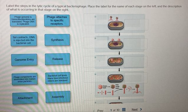 Solved: Label the steps in the lytic cycle of a typical bacteriophage ...