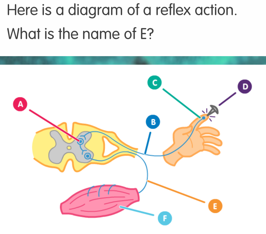 Solved: Here is a diagram of a reflex action. What is the name of E ...