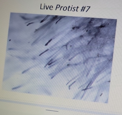 Live Protist # 7