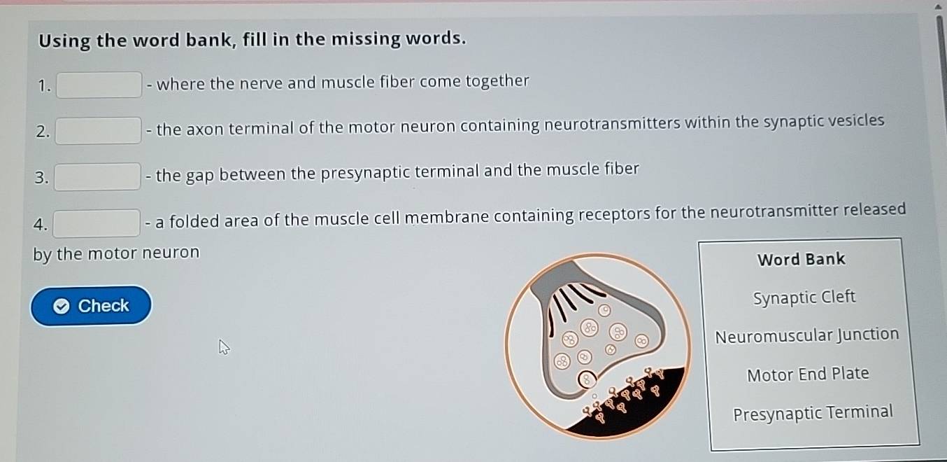 Using the word bank, fill in the missing words. 
1. - where the nerve and muscle fiber come together 
2. - the axon terminal of the motor neuron containing neurotransmitters within the synaptic vesicles 
3. - the gap between the presynaptic terminal and the muscle fiber 
4. - a folded area of the muscle cell membrane containing receptors for the neurotransmitter released 
by the motor neuron 
Word Bank 
Check Synaptic Cleft 
Neuromuscular Junction 
Motor End Plate 
Presynaptic Terminal