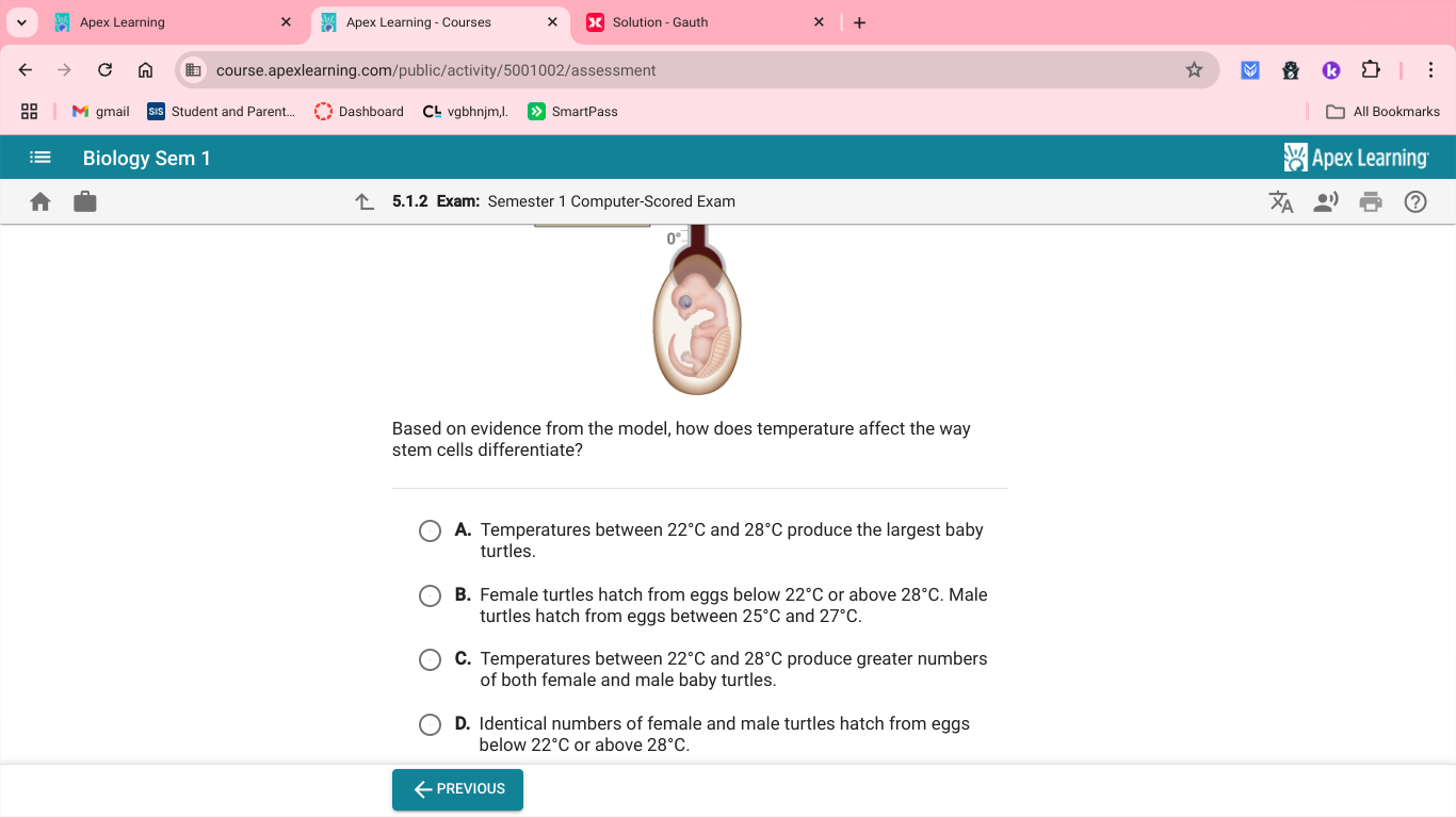 Apex Learning Apex Learning - Courses × Solution - Gauth X +
course.apexlearning.com/public/activity/5001002/assessment
M gmail Student and Parent.. Dashboard C◣ vgbhnjm,l. SmartPass All Bookmarks
Biology Sem 1 |Apex Learning
5.1.2 Exam: Semester 1 Computer-Scored Exam
Based on evidence from the model, how does temperature affect the way
stem cells differentiate?
A. Temperatures between 22°C and 28°C produce the largest baby
turtles.
B. Female turtles hatch from eggs below 22°C or above 28°C. Male
turtles hatch from eggs between 25°C and 27°C.
C. Temperatures between 22°C and 28°C produce greater numbers
of both female and male baby turtles.
D. Identical numbers of female and male turtles hatch from eggs
below 22°C or above 28°C. 
← PREVIOUS