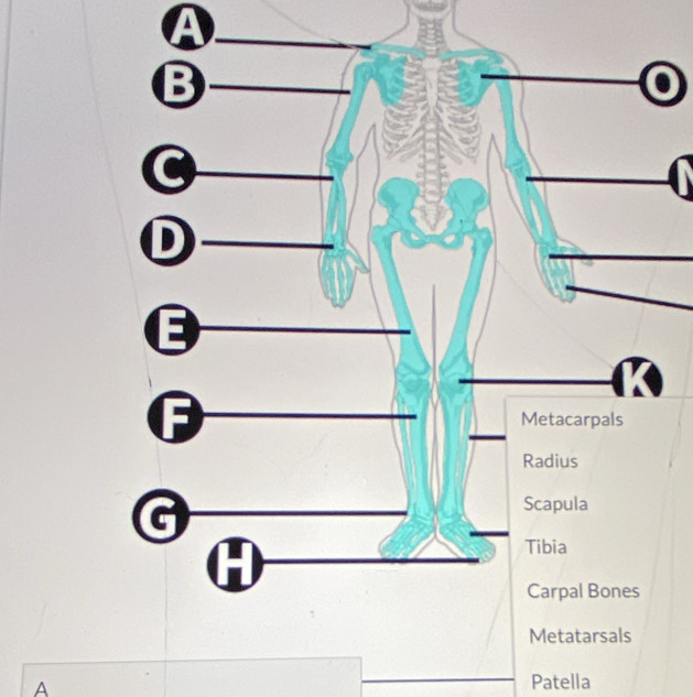 A 
A Patella