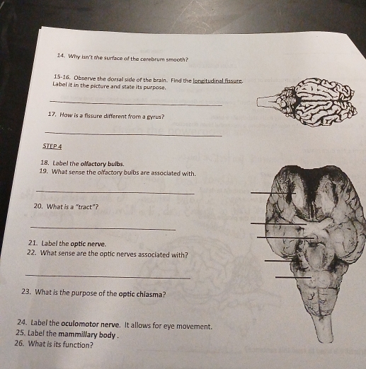 Why isn't the surface of the cerebrum smooth? 
15-16. Observe the dorsal side of the brain. Find the longitudinal fissure. 
Label it in the picture and state its purpose. 
_ 
17. How is a fissure different from a gyrus? 
_ 
STEP 4
18. Label the olfactory bulbs. 
19. What sense the olfactory bulbs are associated with. 
_ 
20. What is a “tract”? 
_ 
21. Label the optic nerve. 
22. What sense are the optic nerves associated with? 
_ 
23. What is the purpose of the optic chiasma? 
24. Label the oculomotor nerve. It allows for eye movement. 
25. Label the mammillary body . 
26. What is its function?