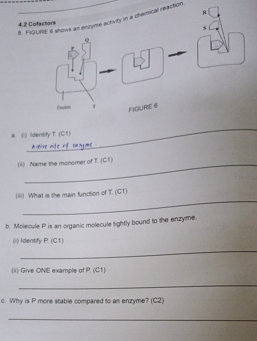 FIGURE 6 shows an enzyme activity in a chemical reaction 
4.2 Co 
_ 
a. (i) Identify T. (C1) 
(ii) Name the monomer of T. (C1) 
_ 
(iii) What is the main function of T. (C1) 
b. Molecule P is an organic molecule tightly bound to the enzyme. 
(i) Identify P. (C1) 
_ 
(ii) Give ONE example of P. (C1) 
_ 
c. Why is P more stable compared to an enzyme? (C2) 
_