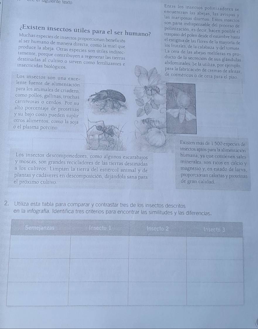 el sigüiente texto. Entre los insectos polinizadores se
encuentran las abejas, las avispas y
las mariposas diurnas. Estos insectos
son parte indispensable del proceso de
polinización, es decir, hacen posible el
¿Existen insectos útiles para el ser humano? traspaso del polen desde el estambre hasta
Muchas especies de insectos proporcionan beneficios el estigma de las flores de la mayoría de
al ser humano de manera directa, como la miel que los frutales, de la calabaza y del tomate
La cera de las abejas melíferas es pro-
produce la abeja. Otras especies son útiles indirec- ducto de la secreción de sus glándulas
tamente, porque contribuyen a regenerar las tierras abdominales. Se la utiliza, por ejemplo,
destinadas al cultivo o sirven como fertilizantes e para la fabricación de cremas de afeitar,
insecticidas biológicos. de cosméticos o de cera para el piso
Los insectos son una exce-
lente fuente de alimentación
para los anumales de criadero,
como pollos, gallinas, truchas
carnívoras o cerdos. Por su
alto porcentaje de proteinas
y su bajo costo pueden suplir
otros alimentos, como la soja
o el plasma porcino.
Existen más de 1500 especies de
insectos aptos para la alimentación
humana, ya que contienen sales
Los insectos descomponedores, como algunos escarabajos minerales, son ricos en calcio y
y moscas, son grandes recicladores de las tierras destinadas
a los cultivos. Limpian la tierra del estiércol animal y de magnesió y, en estado de larva,
plantas y cadáveres en descomposición, dejándola sana para
proporcionan calorías y proteínas
el próximo cultivo
de gran calidad.
2. Utiliza esta tabla para comparar y contrastar tres de los insectos descritos
en la infografía. Identifica tres criterios para encontrar las similitudes y las diferencias.