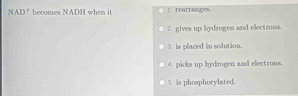 AD^+ becomes NADH when it 1. rearranges,
2 gives up hydrogen and electrons.
3. is placed in solution.
4. picks up hydrogen and electrons.
5. is phosphorylated.