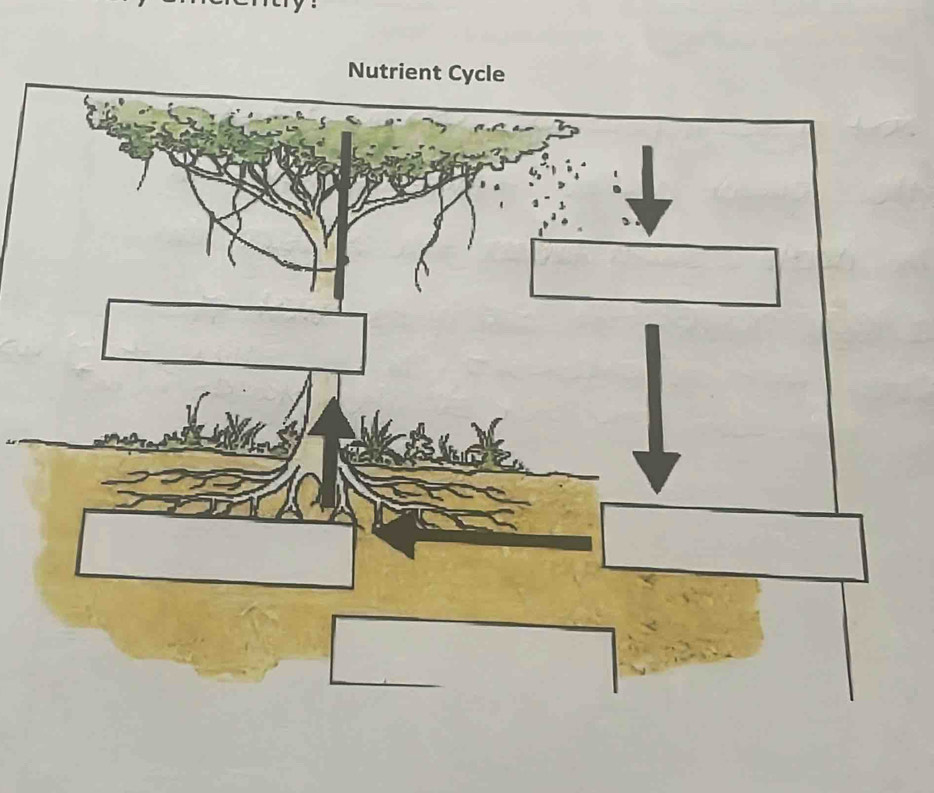 Nutrient Cycle