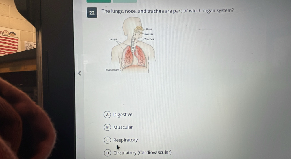 The lungs, nose, and trachea are part of which organ system?
A Digestive
B) Muscular
c Respiratory
D Circulatory (Cardiovascular)