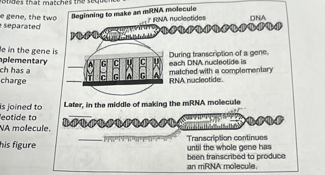 otides that matches the sequen 
e gene, the two Beginning to make an mRNA molecule 
RNA nucleotides DNA 
separated 
' u w 
le in the gene is 
During transcription of a gene, 
plementary G C U C each DNA nucleotide is 
A 
ch has a a 
C G a G matched with a complementary 
charge RNA nucleotide. 
is joined to Later, in the middle of making the mRNA molecule 
leotide to 
_ 
NA molecule. e 
_ 
Transcription continues 
his figure 
until the whole gene has 
been transcribed to produce 
an mRNA molecule.